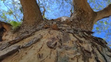 Ağaç dalları ve arka planda mavi gökyüzü.