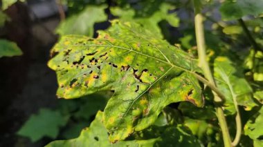 Sarı ve yeşil yaprakların yakın çekimi.