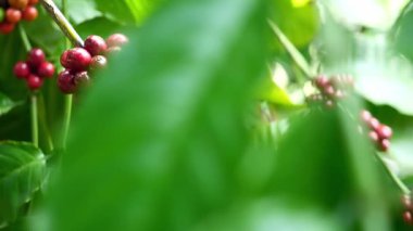 Kahve çekirdeği, taze kahve.