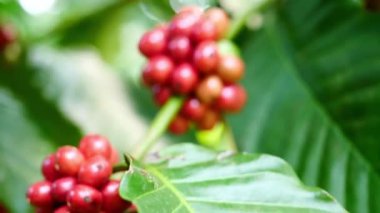 Bir şube üzerinde kırmızı kahve kirazları: bir dalın üzerinde olgunlaşmış canlı kırmızı kahve kirazları, gelecek biranın zengin aromasını ve tadını ima eder.