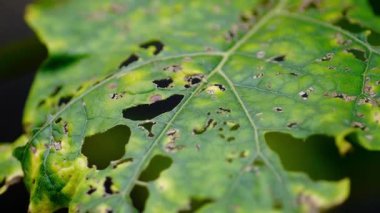 Bir yaprağın yakın çekimi