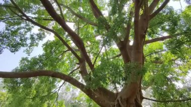 Ormanın güzel manzarası