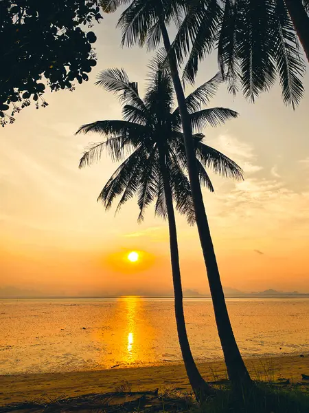 Tropikal bir plajda güzel bir günbatımı. Dalgalı gökyüzüne karşı silueti olan palmiye ağaçları ve suda altın yansımaları olan..