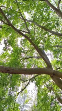 Ormandaki güzel ağaç