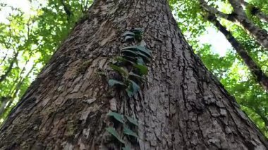 Ağaçtaki yeşil yapraklar