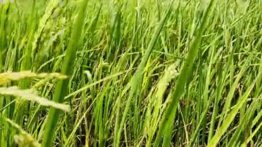 Bahçedeki yeşil pirinç tarlası