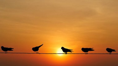 Kuşlar çarpıcı turuncu bir gün batımı arkaplanı olan bir telin üzerinde, doğanın ve sükunetin güzelliğini yakalıyorlar..