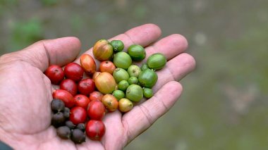 Çeşitli olgunluk aşamalarında vişneli kahveyi, bulanık doğal bir arka planda tutan bir elin yakın çekimi..
