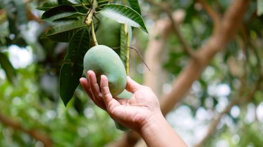 Ağaçtan yeşil bir mango toplayan bir elin yakın çekimi. Tropikal bir ortamda canlı yapraklarla çevrili..