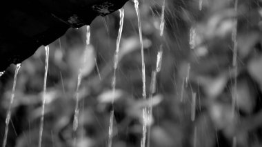 Tek renkli görüntü çatıdan akan yağmur suyunu yakalıyor, bulanık doğal arkaplan üzerine kurulmuş, dokuyu ve hareketi vurguluyor.