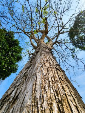 Uzun ağaç kabuğunun alçak açılı görüntüsü, yemyeşil ve parlak mavi gökyüzü ile çevrili..