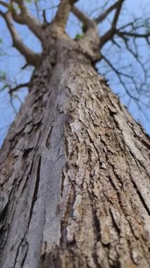 Ağaç gövdesi dokusu, bitki örtüsü