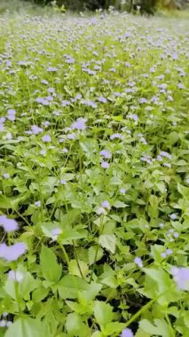 Bahçede beyaz çiçekler