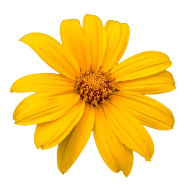 Detaylı taç yaprakları ve merkeziyle, beyaz arka planda izole edilmiş parlak sarı çiçek..