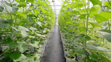 bahçede bitkiler ile sera