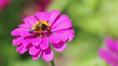 Bahçedeki güzel çiçekler