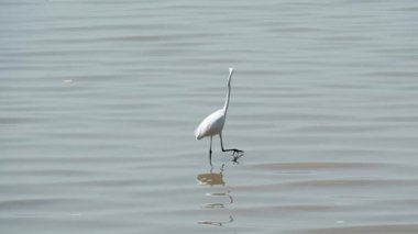 Akbalıkçıl kuşu suda.