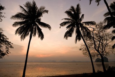 Gün batımında sakin plaj sahnesi. Renkli gökyüzüne ve sakin okyanusa karşı siluetlenmiş palmiye ağaçları..