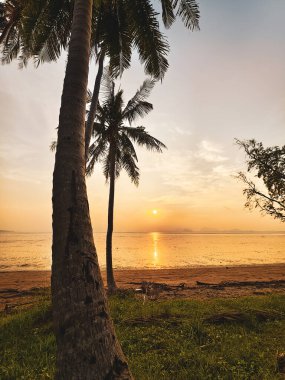 Tropikal bir sahilde huzurlu bir gün doğumu. Palmiye ağaçları ve okyanusta altın yansımalar..
