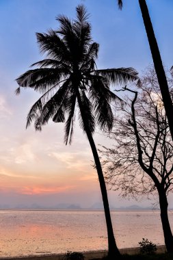 Sakin bir okyanusun üzerinde renkli bir günbatımı gökyüzüne bakan palmiye ağaçlarının sakin bir görüntüsü..