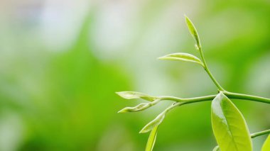 Taze yeşil çimenler, yakın görüş