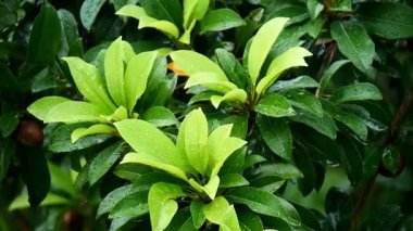 Yapraklı yeşil bitkiyi kapat