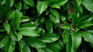 Yakın - yağmurdan sonra taze yeşil su yaprakları damla