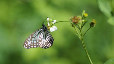 Bir çiçeğe tünemiş bir kelebeğin yakın çekimi canlı yeşil bir bahçede doğanın güzelliğini sergiliyor..