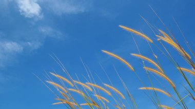 Doğanın basitliğini ve güzelliğini gözler önüne seren parlak mavi gökyüzüne doğru uzanan altın otlar..