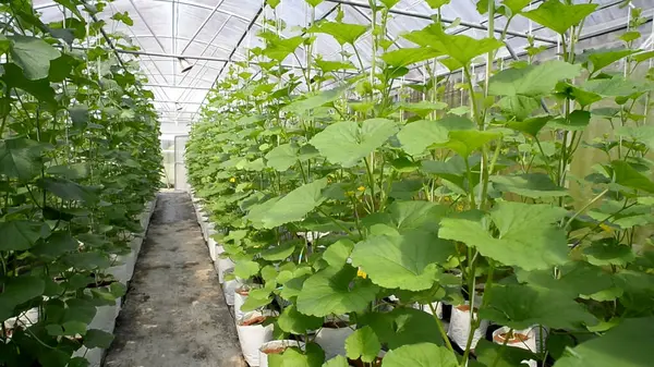 Canlı karpuz bitkileri serada gelişiyor, sürdürülebilir tarım ve modern tarım teknikleri sergiliyorlar..