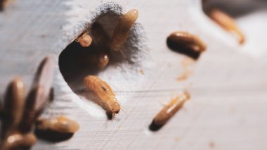 Tahtadaki termitlerin doğal davranışlarını ve yaşam alanlarını vurgulayan detaylı makro görüntüleri..