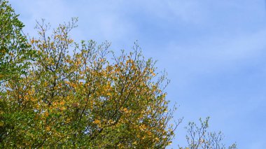 Yeşil ve sarı yapraklı ağaç dalları güneşli bir günde doğanın güzelliğini gözler önüne seren açık mavi bir gökyüzüne kurulmuş..