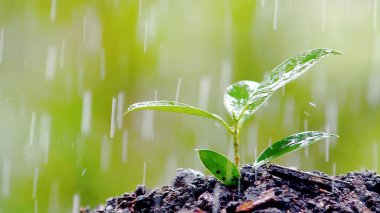 Yağmurda taze yeşil yaprakları ve zengin toprağı vurgulayan, büyümeyi ve yenilenmeyi sembolize eden genç bir bitkinin yakın çekimi.