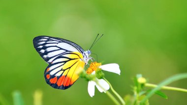 Renkli bir kelebeğin yakın çekimi beyaz bir çiçeğin üzerine tünemiş canlı yeşil bir zemin, doğanın güzelliğini gözler önüne seriyor..