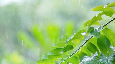 Canlı yeşil yapraklar ve yağmur damlaları, ferahlatıcı ve huzurlu doğal bir manzara yaratıyor..