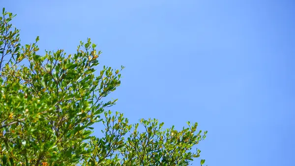 Bereketli yeşil ağaç dalları doğanın güzelliğini ve sükunetini gözler önüne seren masmavi bir gökyüzüne kurulmuş..