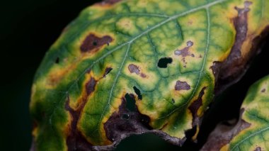 Kahverengi noktalı ve delikli hastalık belirtileri gösteren bir yaprağın detaylı makro çekimi bitki sağlığı sorunlarını gösteriyor..