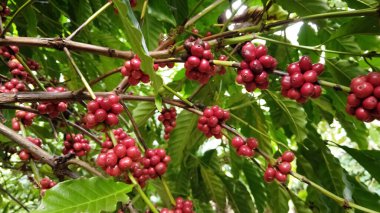 Kahve ağacının kırmızı meyveleri