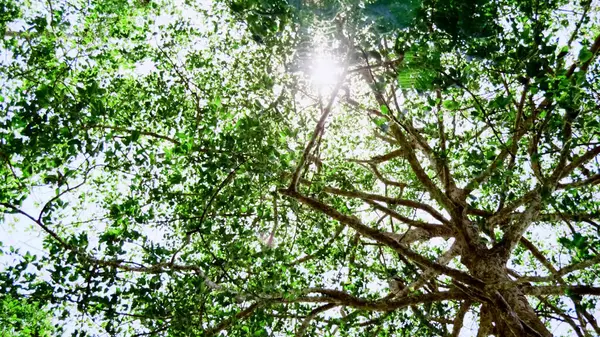 Güneş ışığı yeşil yapraklardan oluşan yoğun bir gölgelik boyunca akar ve dingin ve canlı bir orman atmosferi yaratır..