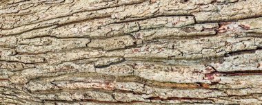 Ağaç kabuğunun ayrıntılı görüntüsü karmaşık dokular ve doğal desenler, doğa ve arka plan temaları için mükemmel..