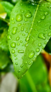 Canlı yeşil bir yaprağın detaylı bir yakın çekimi taze su damlacıklarıyla süslenmiş, doğanın canlandırıcı güzelliğini gözler önüne seriyor..