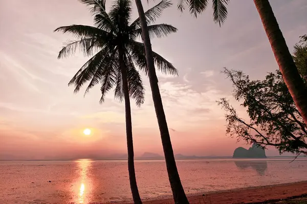Sükûnetli bir plajın üzerinde güzel bir günbatımı, renkli gökyüzüne karşı silueti olan palmiye ağaçları..