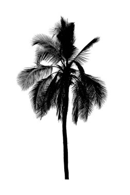 Bir palmiye ağacının yüksek kontrastlı silueti, tropikal, doğa veya minimalist tasarım projeleri için mükemmeldir..
