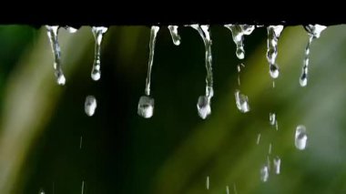 Yeşil yaprak yağmur altında