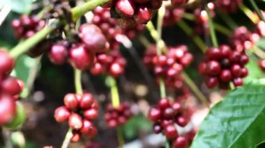 Bahçedeki kahve çekirdeklerinden sarkan olgun meyveler..