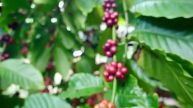 Bahçede yeşil yapraklı kırmızı kahve çekirdekleri.