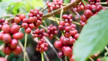 Ağacın kırmızı meyveleri