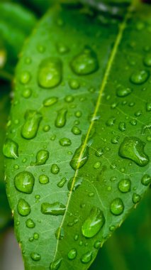 Su damlalı yeşil yaprak