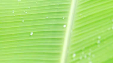 Yağmurda muz yaprakları