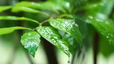 yeşil yapraklar, bitkiler ve yapraklar